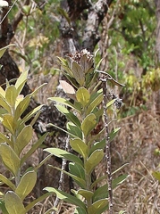 Lessingianthus venosissimus