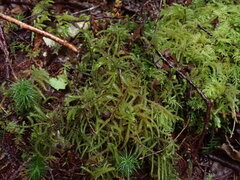 Rhytidiadelphus loreus