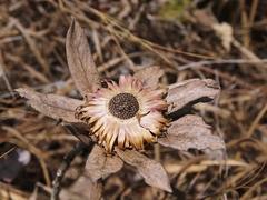 Lessingianthus venosissimus