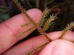 Rhytidiadelphus loreus