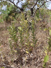 Lessingianthus venosissimus
