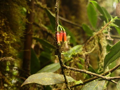 Macleania