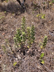 Lessingianthus venosissimus