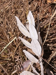 Lessingianthus venosissimus