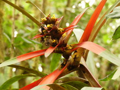 Guzmania