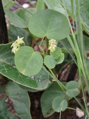 Oxalis suborbiculata