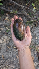 Uniomerus tetralasmus