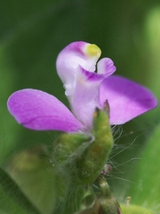 Asemeia hirsuta