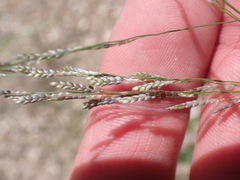Eragrostis pectinacea