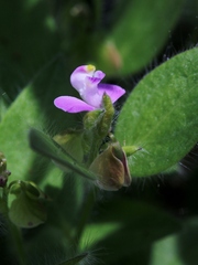 Asemeia hirsuta
