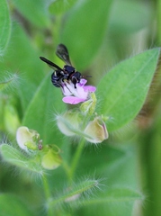 Asemeia hirsuta