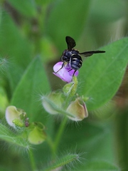 Asemeia hirsuta