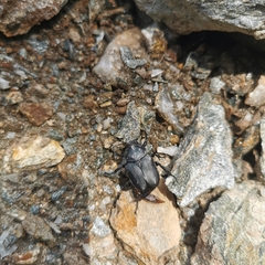 Dicronocephalus adamsi