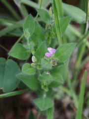 Asemeia hirsuta