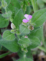 Asemeia hirsuta