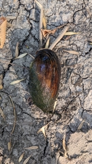 Uniomerus tetralasmus