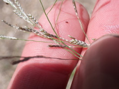 Eragrostis pectinacea