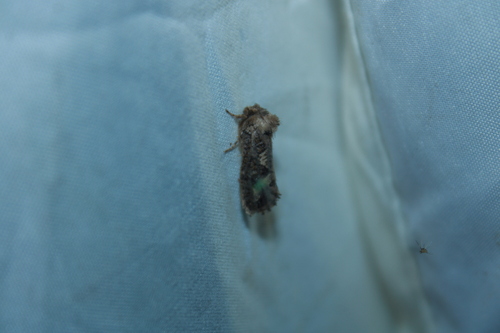 Arcane Grass Tubeworm Moth photo 6