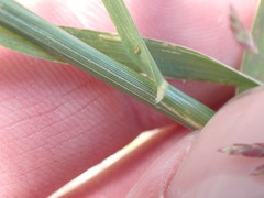 Eragrostis pectinacea