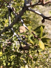 Quercus wislizeni frutescens