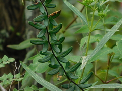 Pellaea ternifolia