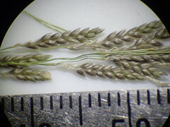 Eragrostis pectinacea