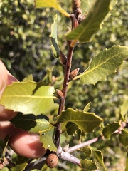 Quercus wislizeni frutescens