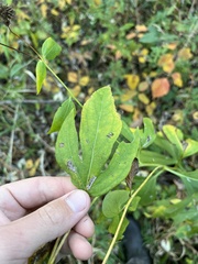 Rudbeckia laciniata