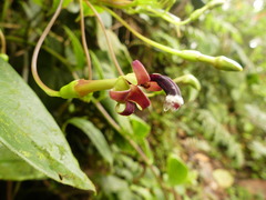 Burmeistera cylindrocarpa