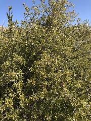 Quercus wislizeni frutescens