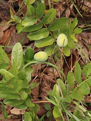 Andira humilis