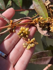 Cuscuta gronovii