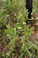 Andira humilis