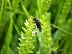 Empididae