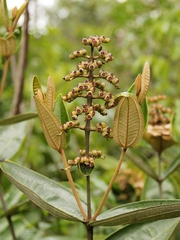 Miconia fallax