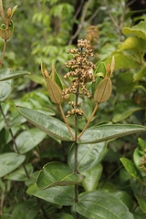 Miconia fallax