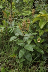 Miconia fallax