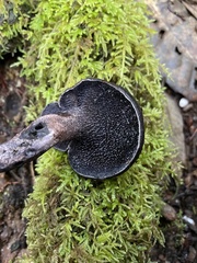 Hydnellum fuscoindicum