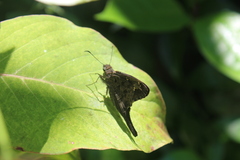Eudamini