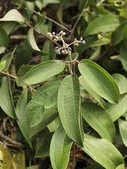 Miconia burchellii