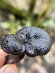 Hydnellum fuscoindicum