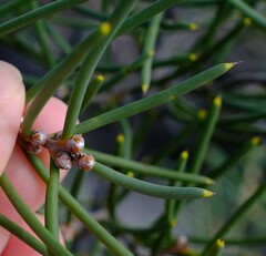 Hakea psilorrhyncha