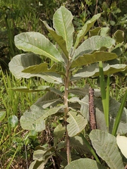 Aspidosperma tomentosum