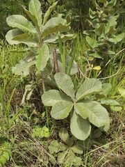 Aspidosperma tomentosum