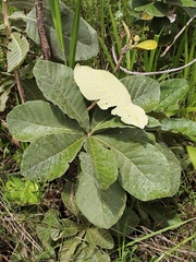 Aspidosperma tomentosum