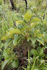 Diospyros lasiocalyx