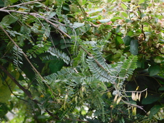 Eysenhardtia polystachya