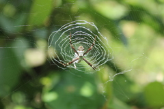 Argiope argentata