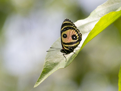 Callicore pitheas