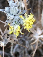 Tetradymia comosa